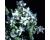 Borage White Flowered Borago Alba 100 seeds