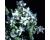 Herb Borage White Flowered Borago Alba 100 seeds