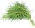 Saltwort or Agretti 100 seeds