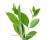 Henna Lawsonia inermis 500 seeds