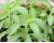 Stevia 20 seeds