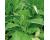 Tobacco Wild Rustica 50 seeds