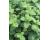 Mint Apple 500 seeds