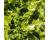 Ice Plant 200 seeds