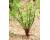 Dandelion Italiko Red 500 seeds