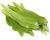 Culantro Mexican Coriander Eryngium foetidum 400 seeds