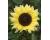 Helianthus. Sunflower Valentine 25 seeds