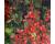 Heuchera. Firefly 500 seeds