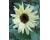 Helianthus. Sunflower Moonwalker 30 seeds