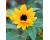 Helianthus. Sunflower Sunbright 30 seeds