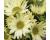 Helianthus. Sunflower Jade 10 seeds