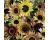 Helianthus. Sunflower Pastiche 20 seeds