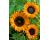 Helianthus. Sunflower Copper Queen 20 seeds