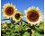 Helianthus. Sunflower ProCut White Nite  10 seeds