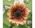 Helianthus. Sunflower ProCut Plum 10 seeds