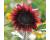 Helianthus. Sunflower ProCut Red 10 seeds