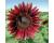 Helianthus. Sunflower Rouge Royale 10 seeds