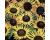 Helianthus. Sunflower Coconut Ice 10 seeds