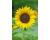 Helianthus. Sunflower Jua Maya 10 seeds