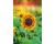 Helianthus. Sunflower Tiger Eye 10 seeds