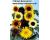 Helianthus. Sunflower Summer time Mixed 20 seeds