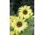 Helianthus. Sunflower Buttercream 20 seeds