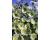 Hollyhock. Halo White 25 seeds