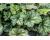 Heuchera. Marvelous Marble Silver 25 seeds