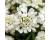 Iberis. Whiteout 50 seeds