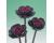 Ornamental Kale. Crane Rose 25 seeds