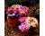 Lewisia. Sunset Strain 25 seeds