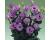 Lisianthus. Croma Lavender 20 pellets