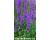 Lythrum. Rosy Gem 1000 seeds
