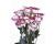 Lisianthus. Piccolo Hot Lips 15 pellets