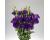 Lisianthus. Advantage Purple 20 pellets