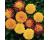 Marigold. Boy o Boy 80 seeds