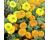 Marigold. Kushi mix 20 seeds