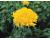 Marigold. Mission Giant Yellow 20 seeds