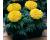 Marigold. Antigua Primrose 35 seeds