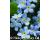 Myosotis. Mon Amie Blue 40 seeds