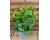 Malabar Spinach Green  50 seeds