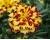 Marigold. Alumia Creme Brulee 50 seeds