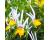 Nemesia. Masquerade 50 seeds