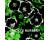 Nemophila. Penny Black 140 seeds