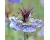 Nigella. Delft Blue 300 seeds