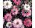 Nigella. Mulberry Rose 300 seeds
