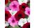 Petunia. Easy Wave Sweetheart Mix  10 pellets