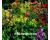 Primula. Candelabra Mixed 40 seeds
