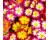 Primrose. Bonneli Bicolour Mixed 20 seeds