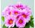 Primrose. Delia Apple blossom 20 seeds